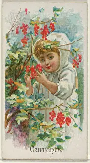 Cards Prints: Currants, from the Fruits series (N12)
