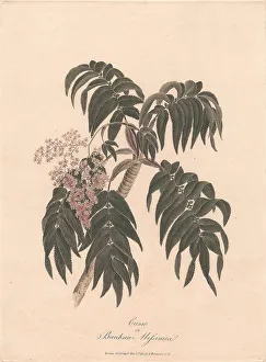 1730 1794 Prints: Cusso Banksia Abissinica 1789 James Heath 1757-1834
