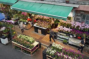 Street Scene Prints: Cut flowers at Hong Kong flower market, Mong Kok, Kowloon, Hong Kong, China