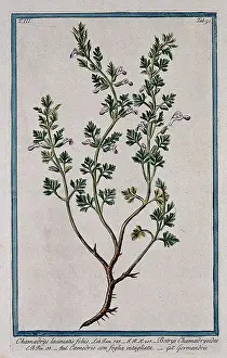 Separate Prints: Cut-leaved germander (Teucrium botrys L)