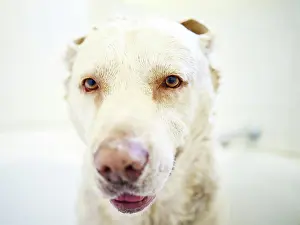 Cleaning Prints: Cute, bath and dog with hygiene