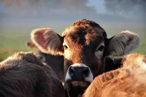 Cheese Prints: Cute Cow Looking at Camera in Switzerland