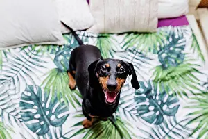Animal Prints: Cute Dachshund dog on bed at home