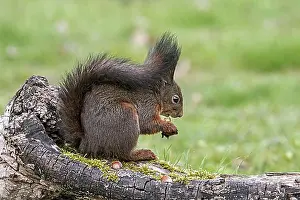 Stump Prints: Cute Eurasian red squirrel (Sciurus vulgaris) with dark winter coat and large ear-tufts eating hazelnuts