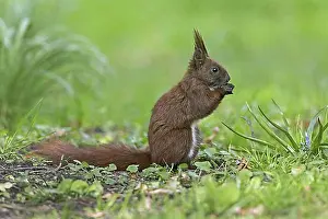 Feed Prints: Cute Eurasian red squirrel (Sciurus vulgaris) foraging on the ground in spring