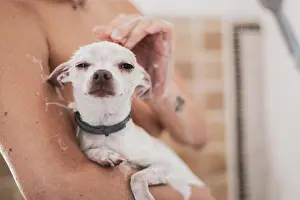 Kindness Prints: cute portrait of small white dog in bath with soap in arms