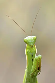 Eyes Prints: A cute praying mantis appears to be posing for the camera in a garden in north Idaho