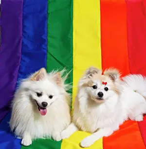 Playful Prints: Two cute white German Spitz Pomeranian with a rainbow flag gay