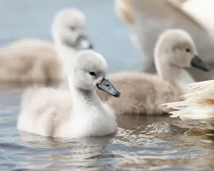Wildtiere Prints: Cygnet swimming on the water behind their parents Cygnet swimming on the water behind their parents Copyright: xZoonar