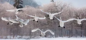 Animal Prints: Cygnus cygnus, Whooper swans, on a frozen lake in Hokkaido. Hokkaido, Japan