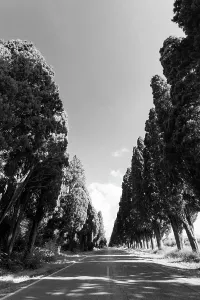 Route Prints: Cypress avenue of Saint Guido Cypress avenue of Saint Guido