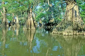 Swamp Prints: Cypress Trees in the Bayou, Lake Fausse Pointe State Park, Louisiana