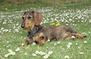 Pure Breed Prints: Dachshund in flower field