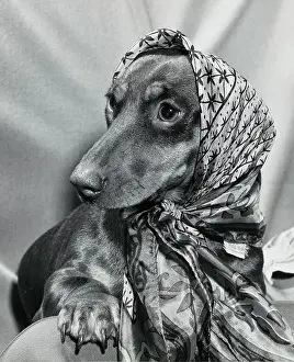 Dachshund Prints: Dachshund wearing a scarf