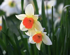 Petal Prints: Two daffodil with a shallow depth of field