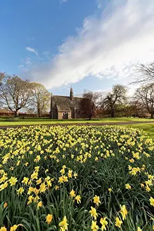Short Prints: Daffodils in bloom with st. mary the virgin church in the background