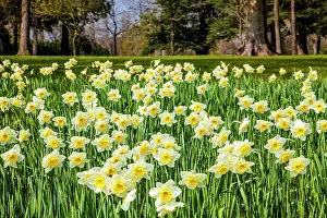 Spring Time Prints: Daffodils at the Bowood Estate in Wiltshire