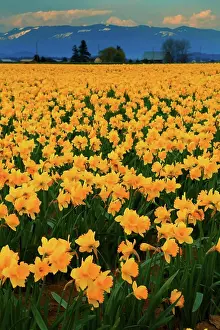 Peacefulness Prints: Daffodils flowers in a field, Roozengaarde