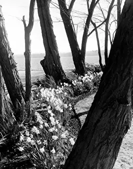 In Bloom Prints: Daffodils and Locust Trees