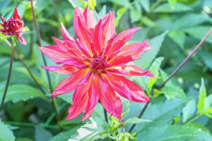 Pink Prints: Dahlia Akihiko, Breeder : Miyabuchi (JAP) 2024, flower