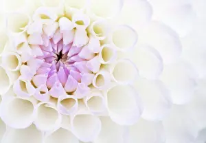Back Ground Prints: Dahlia Josie Gott