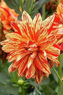 Morphology Botany Prints: Dahlia Neo