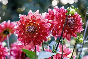 Diverse Prints: Dahlie, Hapet Akita Dahlia Hapet Akita