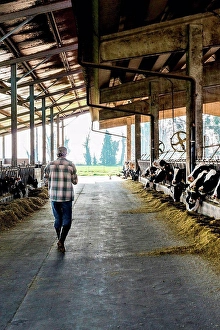 Reality Prints: Dairy farm worker walking through cattle shed
