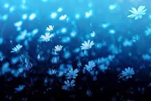 Beam Prints: A daisy meadow in a blue dreamy look