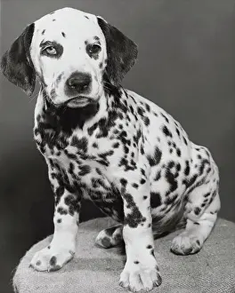 Canine Prints: Dalmatian