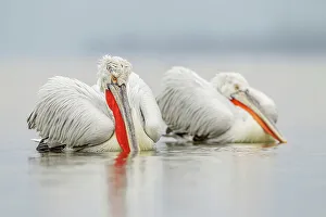 Animal Mouth Prints: Dalmatian Pelican (Pelecanus crispus) breeding colors