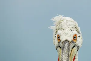 Animal Mouth Prints: Dalmatian Pelican (Pelecanus crispus) breeding colors
