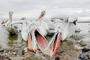 Animal Mouth Prints: Dalmatian Pelican (Pelecanus crispus) breeding colors