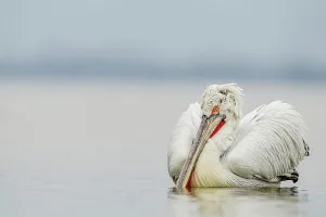 Animal Mouth Prints: Dalmatian Pelican (Pelecanus crispus) breeding colors
