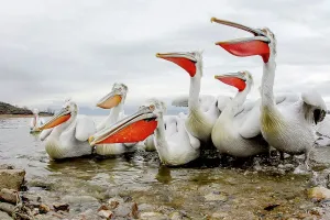 Animal Mouth Prints: Dalmatian Pelican (Pelecanus crispus) breeding colors