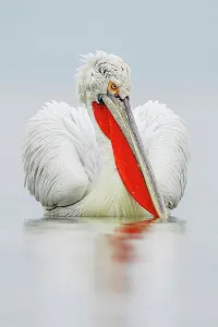 Animal Mouth Prints: Dalmatian Pelican (Pelecanus crispus) breeding colors