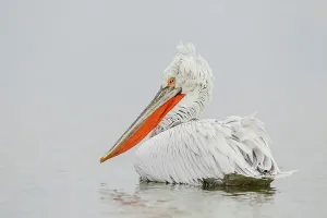 Animal Mouth Prints: Dalmatian Pelican (Pelecanus crispus) breeding colors