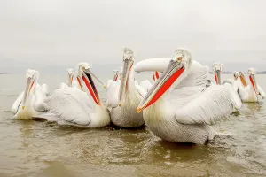 Animal Mouth Prints: Dalmatian Pelican (Pelecanus crispus) breeding colors