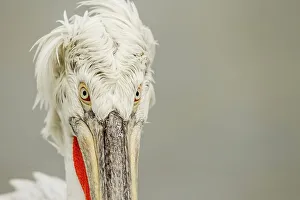 Animal Mouth Prints: Dalmatian Pelican (Pelecanus crispus) breeding colors