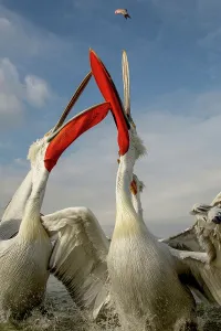 Dalmatian Pelican (Pelecanus crispus) Feeding frenzy
