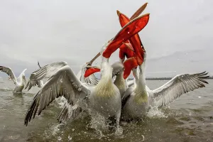 Animal Mouth Prints: Dalmatian Pelican (Pelecanus crispus) Feeding frenzy