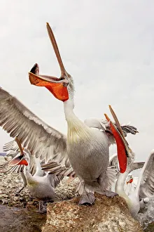 Animal Mouth Prints: Dalmatian Pelican (Pelecanus crispus) Feeding frenzy