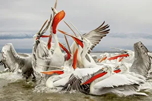 Animal Mouth Prints: Dalmatian Pelican (Pelecanus crispus) Feeding frenzy