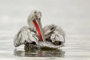 Vulnerability Prints: Dalmatian Pelican (Pelecanus crispus) preening its feathers