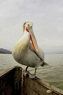 Vulnerability Prints: Dalmatian Pelican (Pelecanus crispus) sitting on the edge of a fishing boat