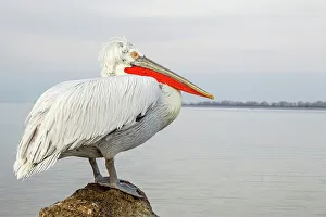Vulnerability Prints: Dalmatian Pelican (Pelecanus crispus) sitting on a rock