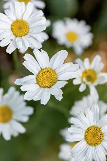 With Nobody Prints: Dalmatian pellitory (Tanacetum cinerariifolium)