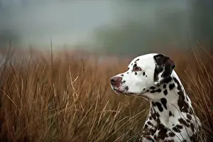 Canidae Prints: Dalmatian. Portrait of adult dog with reed in backgroud during foggy weather