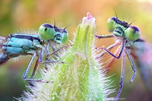 Ambiance Prints: Two damselflies on a bud, Villarotta, Reggio Emilia, Italy