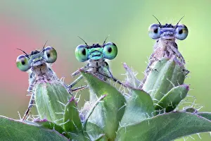 Side By Side Prints: Three damselflies on wild plant
